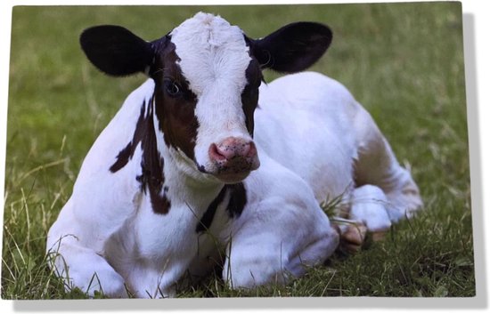 Zwart-witte kalf ligt in het gras met bruine vlekken op kop.