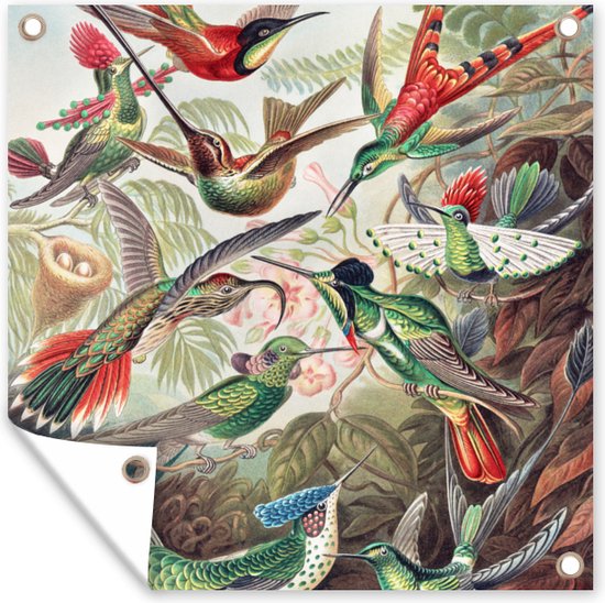Tuin - Dieren - Kunst - Kolibrie - Ernst Haeckel - Tuinposter - Vogel - Schuttingdoek - 50x50 cm - Vintage - Vogels - Muurdecoratie - Tuindoek - Buitenposter