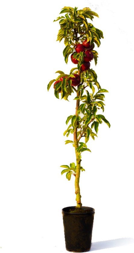Zuilappelboom