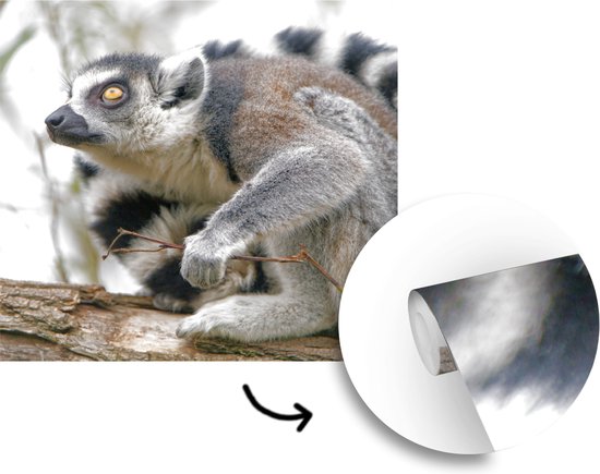 Papier Peint - Papier peint photo Singe - Arbre - Lémurien à queue annelée - Largeur 300 cm x Hauteur 300 cm