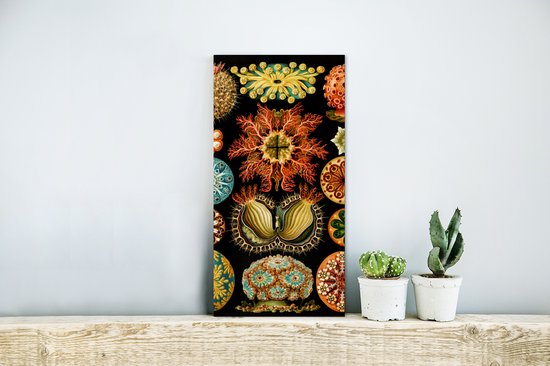 Aluminium schilderij 20x40 cm - Wanddecoratie metaal - Vintage - Ernst Haeckel - Zeedier - Natuur - Zee - Kunst - Metalen muurdecoratie woonkamer - Decoratie industrieel - Foto op dibond - Industriële accessoires slaapkamer