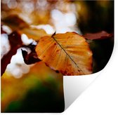 Stickers Stickers muraux - Beuk - Automne - Feuilles - 100x100 cm - Film adhésif XXL