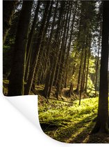 Stickers muraux - Film autocollant - Arbre - Nature - Soleil - Forêt - 90x120 cm - Film adhésif - Stickers muraux Chambre d'enfant - Papier peint autocollant