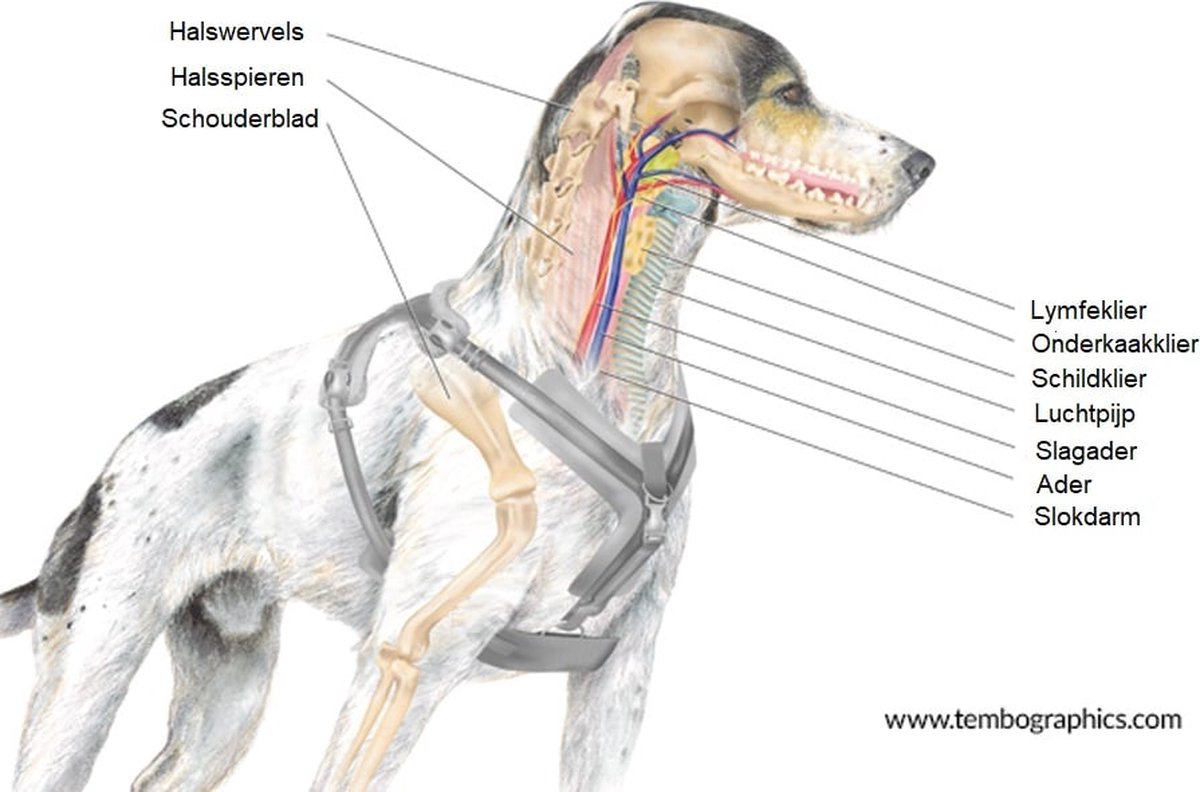 Harnais pour chien AnnyX - OPEN - Harnais de suivi - Cannelle/Marron -  Taille XS 