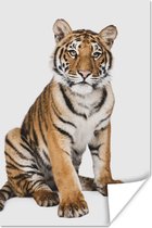 Affiche Tigre - Animaux - Wit - Garçon - Garçons - Kids - 60x90 cm - Poster Boys Room - Poster Nursery Boy
