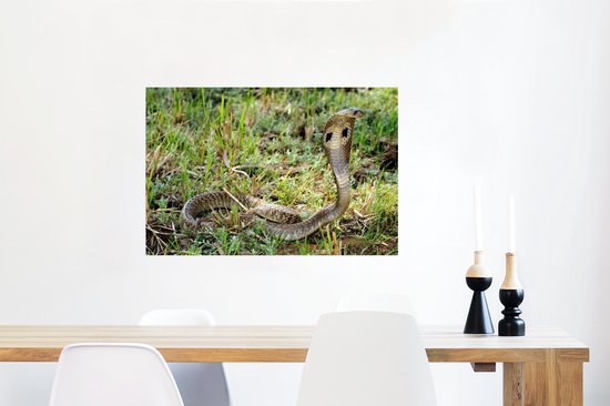 Serpent Cobra dans l'herbe verte Poster 90x60 cm - Tirage photo sur Poster (décoration murale salon / chambre) / Poster Animaux sauvages