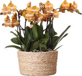 Kolibri Orchids | oranje orchideeënset in Reed Basket incl. waterreservoir | drie oranje orchideeën Las Vegas 12cm | Mono Bouquet oranje met zelfvoorzienend waterreservoir.