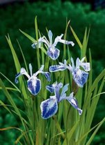 6 x  Iris laevigata 'Mottled Beauty' - JAPANSE BLAUWWITTE LIS, JAPANSE WATERIRIS 'MOTTLED BEAUTY' - pot 9 x 9 cm