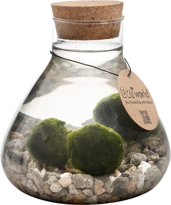 vdvelde.com - Mosbal aquarium - Marimo Mini Piramide met Mosballen - Inclusief Kurk met ledverlichting - Mosbol - 3 stuks - Ecosysteem in fles - Piramide glas Ø 16,5 - H 20 cm