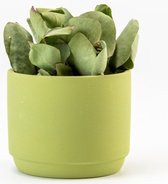 6 kleine zijde groene keramieken bloempotjes  - D7/H6 cm - Ideaal als bedankje of op de kast!