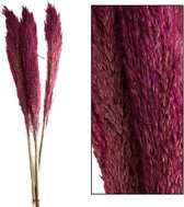Oneiro’s Luxe Droogbloemen Wild reed plume Vinz 3pc 115cm Burgundy – hotel chique - binnen - accessoires - decoratie – bloemen – mat – glans – industrieel