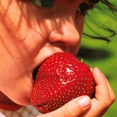 Jub Holland Maxim Aardbeienplanten 10 Stuks - Grote Aardbeien - Zoete Aardbei - Fruitplanten - Garden Select