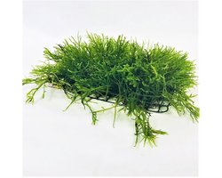 Javamos op stalen net Waterplant | AQUAlook