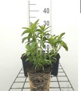 6 x Veronica longifolia 'Schneeriesin' - Ereprijs - pot 9 x 9 cm