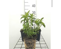 6 x Veronica longifolia 'Schneeriesin' - Ereprijs - pot 9 x 9 cm