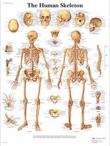 Het menselijk lichaam - anatomie poster skelet (Engels, 50x67 cm) - The Human Skeleton - 3B