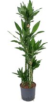 Dracaena janet lind campito hydrocultuur plant