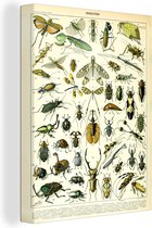 Canvas - Insecten - Kever - Libelle - Dieren - Canvas schilderij - Schilder - Wanddecoratie - 30x40 cm
