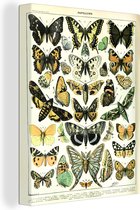 Canvas - Vlinders - Insecten - Dieren - Vintage - Design - Canvas schilderij - Canvasdoek - Schilderijen op cavas - 30x40 cm