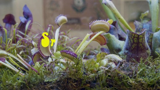 Plante Carnivore d'intérieur en pot de 9 cm – Piège à mouches Venus «  Dionea Muscipula » : : Jardin