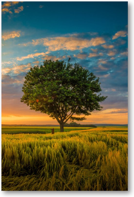 Boom onder een bewolkte hemel tijdens een zonsondergang - 60x90 Forex Staand - Besteposter - Landschap - Natuur