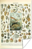 Affiche Animaux aquatiques - Coquillage - Vintage - Mer - Adolphe Millot - 60x90 cm