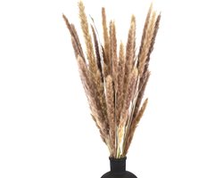 Pampas pluimen - Fluffy pluimen - 15 stuks – Pampas gras – 70 cm - Natuurlijk Bloemen