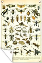 Muurdecoratie Insecten - Dieren - Vintage - 120x180 cm - Tuinposter - Tuindoek - Buitenposter