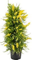 Brem - Genista pyramide - potmaat 17cm - Hoogte 60-65cm