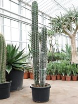 Plantenwinkel Zuilcactus Pachycereus Weberi M 180 cm tuinplant