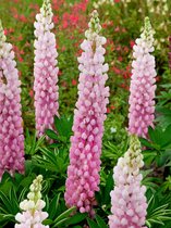 32x Lupine 'Lupine the chatelaine'  - BULBi® bloembollen en planten met bloeigarantie