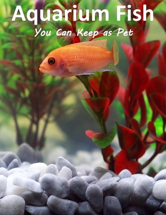 Aquarium Fish You Can Keep As Pets A List Of Crazy, Exotic Fish To