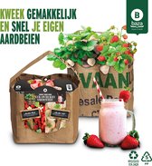 Baza Duo-Tuintje Strawberry Smoothie Wit En Rood - Moederdag cadeau