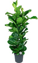 Ficus Lyrata straight | Vioolbladplant / Tabaksplant