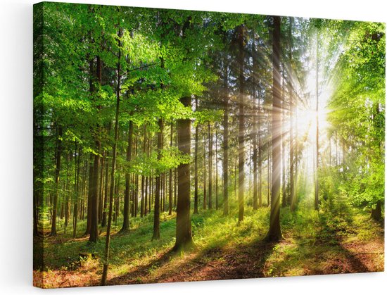 Artaza Canvas Schilderij Bos met Zon tussen de Bomen - 90x60 - Foto Op Canvas - Canvas Print - Muurdecoratie