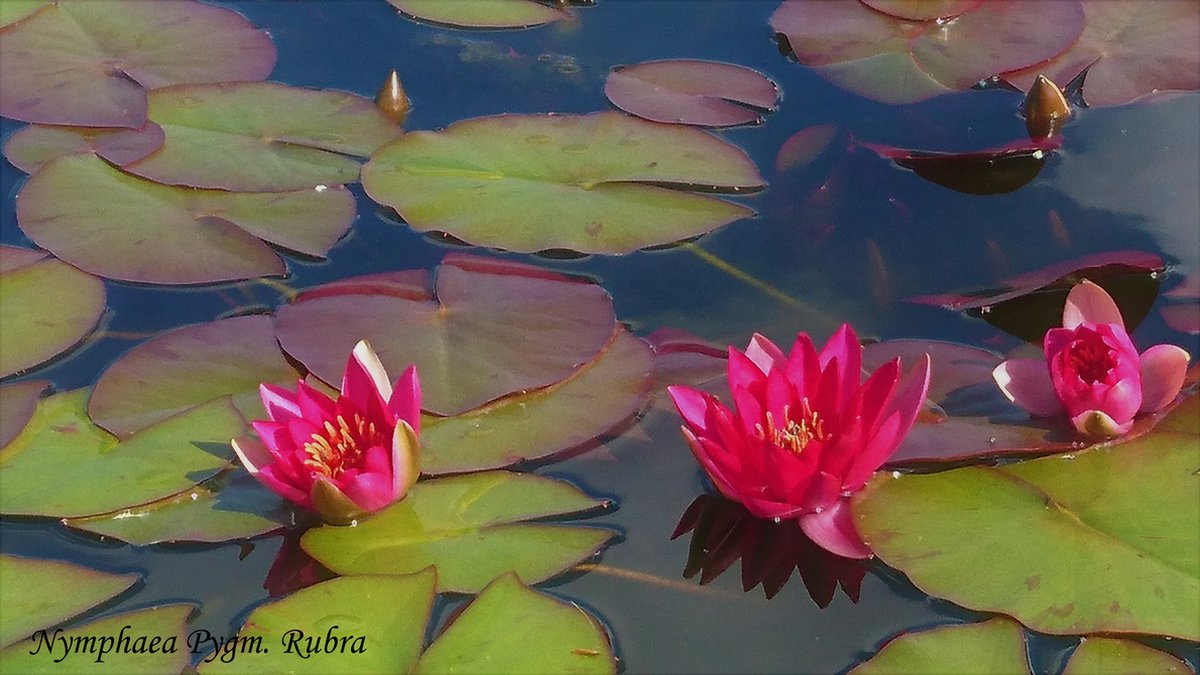 Waterlelie Nymphaea Laydekeri Purpurata (rode waterlelie) vijverklaar opgeplant in een mand van 19 x 19 cm - Lang bloeiende, kleinbloemige, rode waterlelie - Vijverplant - Vijverplanten Webshop