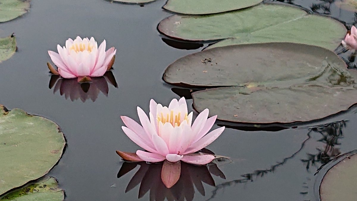 Waterlelie Nymphaea Fire Crest (kleinbloemige roze waterlelie) - Vijverplant- Vijverklaar opgeplant in een mand van 19 x 19 cm - Lang bloeiende, kleinbloemige, roze waterlelie - Vijverplanten Webshop