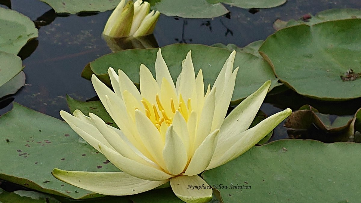 Waterlelie Nymphaea Yellow Sensation (Gele waterlelie) - Vijverplant- Vijverklaar opgeplant in een mand van 19 x 19 cm - Lang bloeiende, Grote gele waterlelie - Vijverplanten Webshop