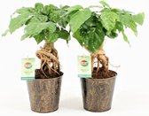 Kamerplanten van Botanicly – 2 × China Doll plant in zilver metaal pot als set – Hoogte: 25 cm – Radermachera sinica