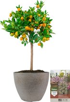 Pokon Powerplanten Citroenboom ↕60 cm - Buitenplant - in Pot (Nova, Betonlook Goud) - Citrus Calamondin - Plantenvoeding inbegrepen