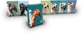 Hondenvoer - Dyvers - Mini menu - 100% natuurlijke hondenvoeding