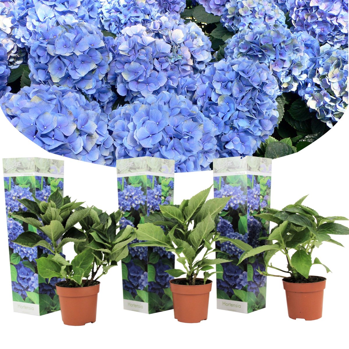 Plant in a Box - Set van 3 blauwe Hortensia's - Hydrangea macrophylla  'Early Blue' -... 