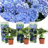 Plant in a Box - Set van 3 blauwe Hortensia's - Hydrangea macrophylla 'Early Blue' - Pot ⌀9cm - Hoogte ↕ 25-40cm - Tuinplant - Winterhard - Hortensia - Struik