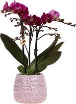 Kolibri Orchids | Paarse phalaenopsis orchidee - Morelia + Dots sierpot pink- potmaat Ø9cm - 45cm hoog | bloeiende kamerplant - vers van de kweker