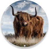 Tuincirkel Hooglander in de wei