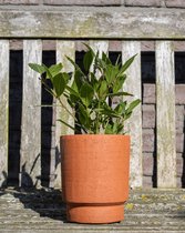 TOODAY Laurierplant in pot Luuk terra