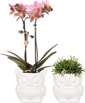 Kolibri Company - Planten set Owl sierpot wit | Set met Phalaenopsis orchidee Treviso Ø9cm en groene planten Rhipsalis Ø9cm | incl. witte keramieken sierpotten