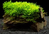 Moerings Aquariumplanten - Driftwood (small) met riccardia