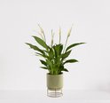 Spathiphyllum in sierpot Emma Groen – witte kamerplant – luchtzuiverende lepelplant - ↕35-50cm - Ø13 – geleverd met plantenpot – vers uit de kwekerij