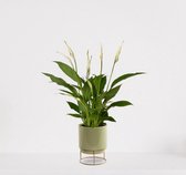 Spathiphyllum en pot décoratif Emma Green - plante d'intérieur blanche - plante cuillère purificatrice d'air - ↕60cm - Ø13 - fournie avec pot - fraîchement sortie de la pépinière